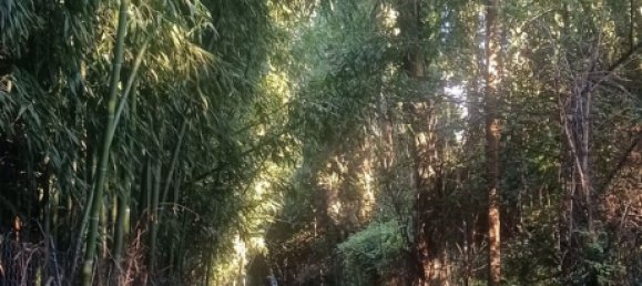 2 rooms House in Camaiore, Italy No. 66140 15