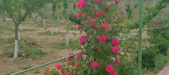 7 chambres Maison à Khazar, Azerbaijan No. 225 8