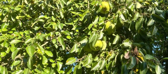 Земельный участок в Markisch-Oderland, Германия № 354756 9