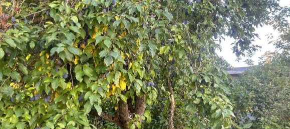 Земельный участок в Markisch-Oderland, Германия № 354756 10