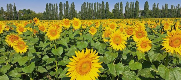 Hotel in Elbe-Elster, Germany 295m², Nr. 262734 2