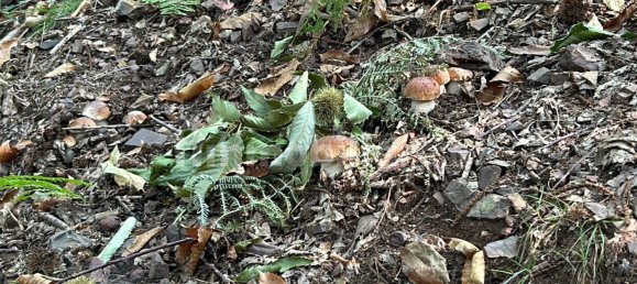 2 bedrooms House in Castiglione Chiavarese, Italy No. 211930 20