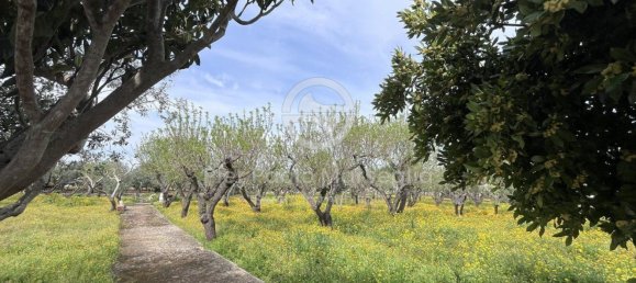 3 rooms House in Ostuni, Italy No. 290085 12