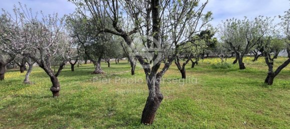 3 rooms House in Ostuni, Italy No. 290085 4