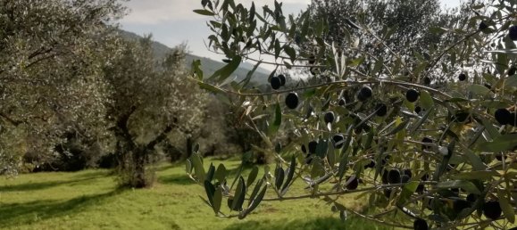 Земельный участок 9600м² в Поли, Италия № 256853 5