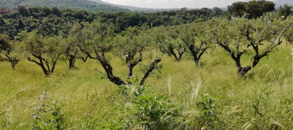 Земельный участок 9600м² в Поли, Италия № 256853 2