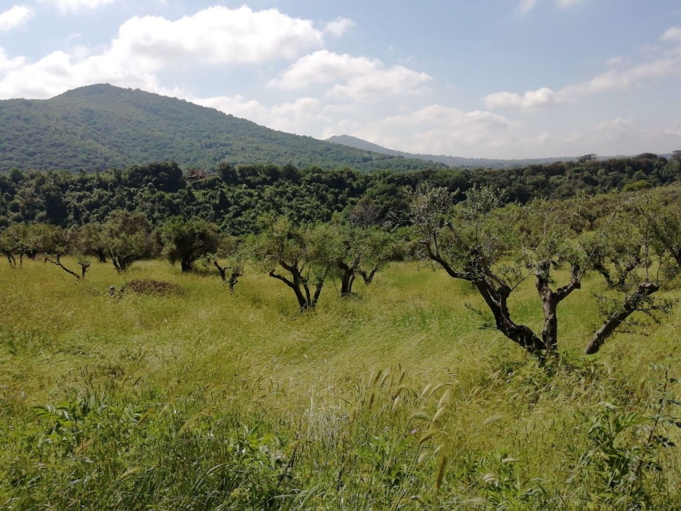 Земельный участок 9600м² в Поли, Италия № 256853