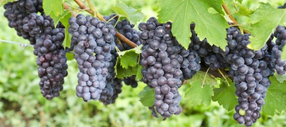 372m² Land in Candia Canavese, Italy No. 83 8