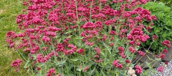 Таунхаус с 4 комнатами в Дюрен, Германия № 309360 40