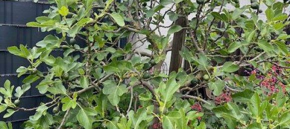 Таунхаус с 4 комнатами в Дюрен, Германия № 309360 39