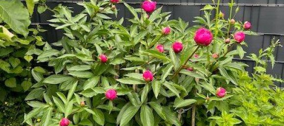 Таунхаус с 4 комнатами в Дюрен, Германия № 309360 38