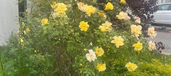 Таунхаус с 4 комнатами в Дюрен, Германия № 309360 6