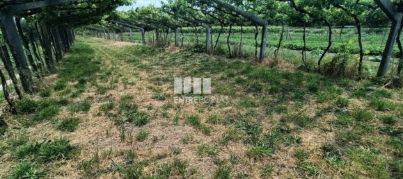 Grundstück in Ponte de Lima, Portugal 1557m², Nr. 224342 22