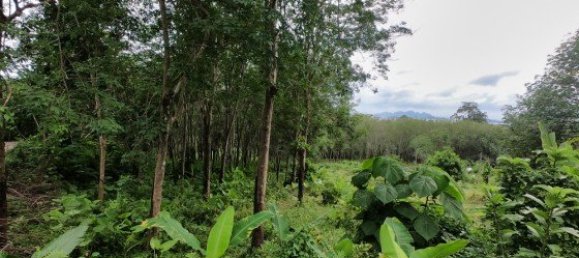 Коммерческая недвижимость 3200м² в Паклок, Таиланд № 12591 4