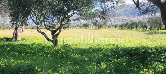 Terrain à Santa Maria del Cedro, Italy 11320m² No. 176670 2