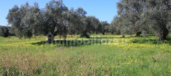 Terrain à Santa Maria del Cedro, Italy 11320m² No. 176670 9