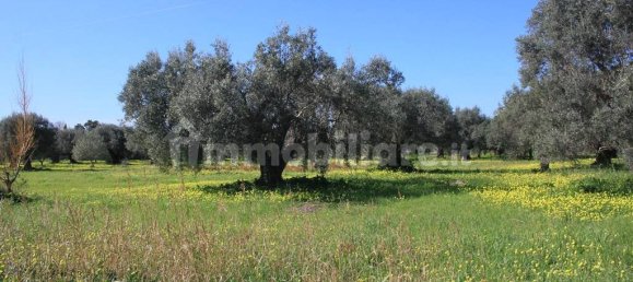 Terrain à Santa Maria del Cedro, Italy 11320m² No. 176670 5