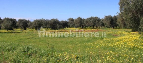 Terrain à Santa Maria del Cedro, Italy 11320m² No. 176670 6