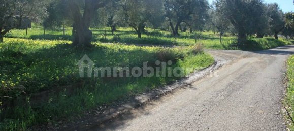 Terrain à Santa Maria del Cedro, Italy 11320m² No. 176670 8