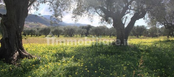 Terrain à Santa Maria del Cedro, Italy 11320m² No. 176670 11