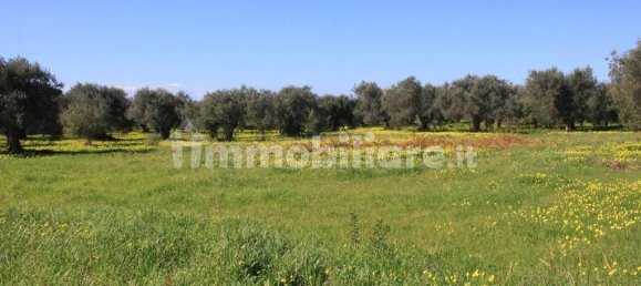 Terrain à Santa Maria del Cedro, Italy 11320m² No. 176670 10