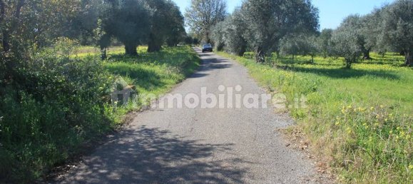 Terrain à Santa Maria del Cedro, Italy 11320m² No. 176670 7