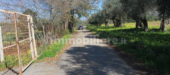 Terrain à Santa Maria del Cedro, Italy 11320m² No. 176670 12