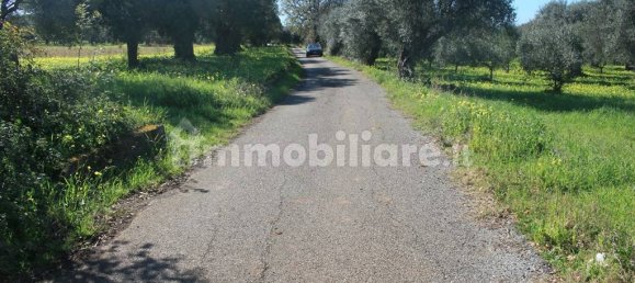 Terrain à Santa Maria del Cedro, Italy 11320m² No. 176670 3