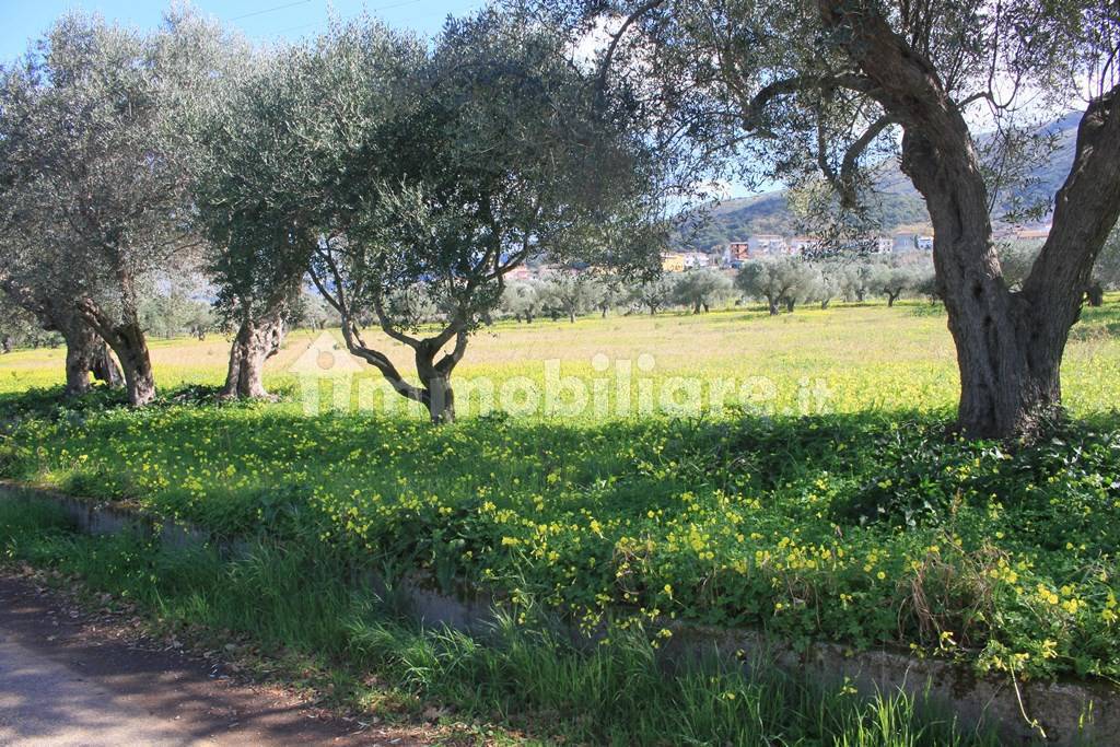 Terrain à Santa Maria del Cedro, Italy 11320m² No. 176670