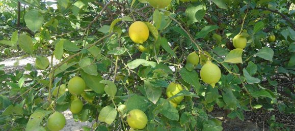 2 Schlafzimmer Haus in Abanilla, Spain, Nr. 90534 13