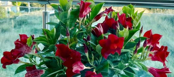 2 bedrooms Apartment in Calpe, Spain No. 141970 4