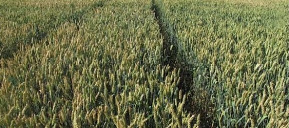 500m² Land in Misano Adriatico, Italy No. 133412 3