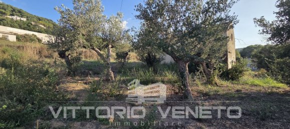 390m² Warehouse in Laureana Cilento, Italy No. 306906 6