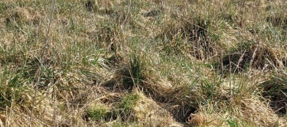 Land in Sorrus, France No. 92817 2