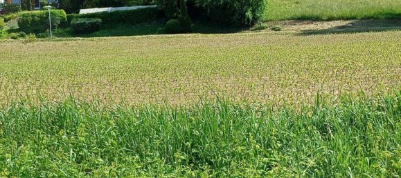 8906m² Land in Jennersdorf, Austria No. 163094 5