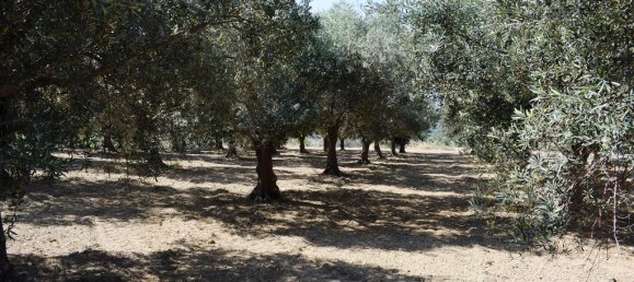4000m² Land in Rethymno, Greece No. 95296 10