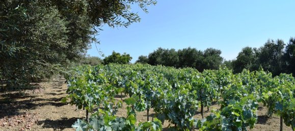 4000m² Land in Rethymno, Greece No. 95296 8