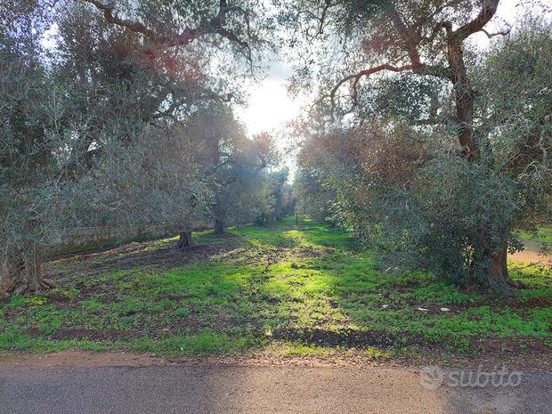 4080m² Land in Mesagne, Italy No. 251632