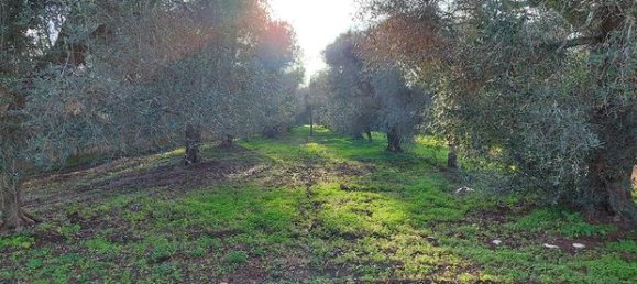 Terreno en Mesagne, Italy 4080 m² No. 251632 4