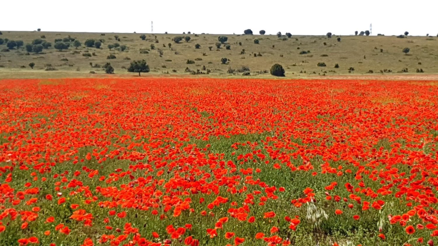 5 Schlafzimmer Stadthaus in Toledo, Spain, Nr. 251248