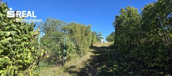 5 rooms House in Schrattenthal, Austria No. 252605 41