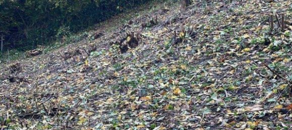  Land in Nurnberger Land, Germany No. 242598 6