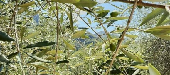 1 chambre Appartement à Alpes-Maritimes, France No. 286834 4