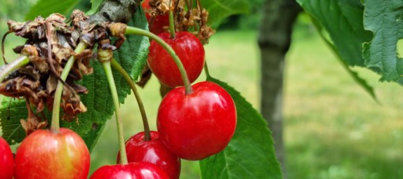 Villa T9 em Borde, Germany N.º 144695 3