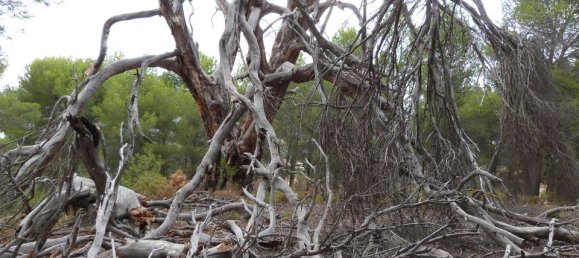 15 غرف نوم منزل في Ibi, Spain رقم 185219 31