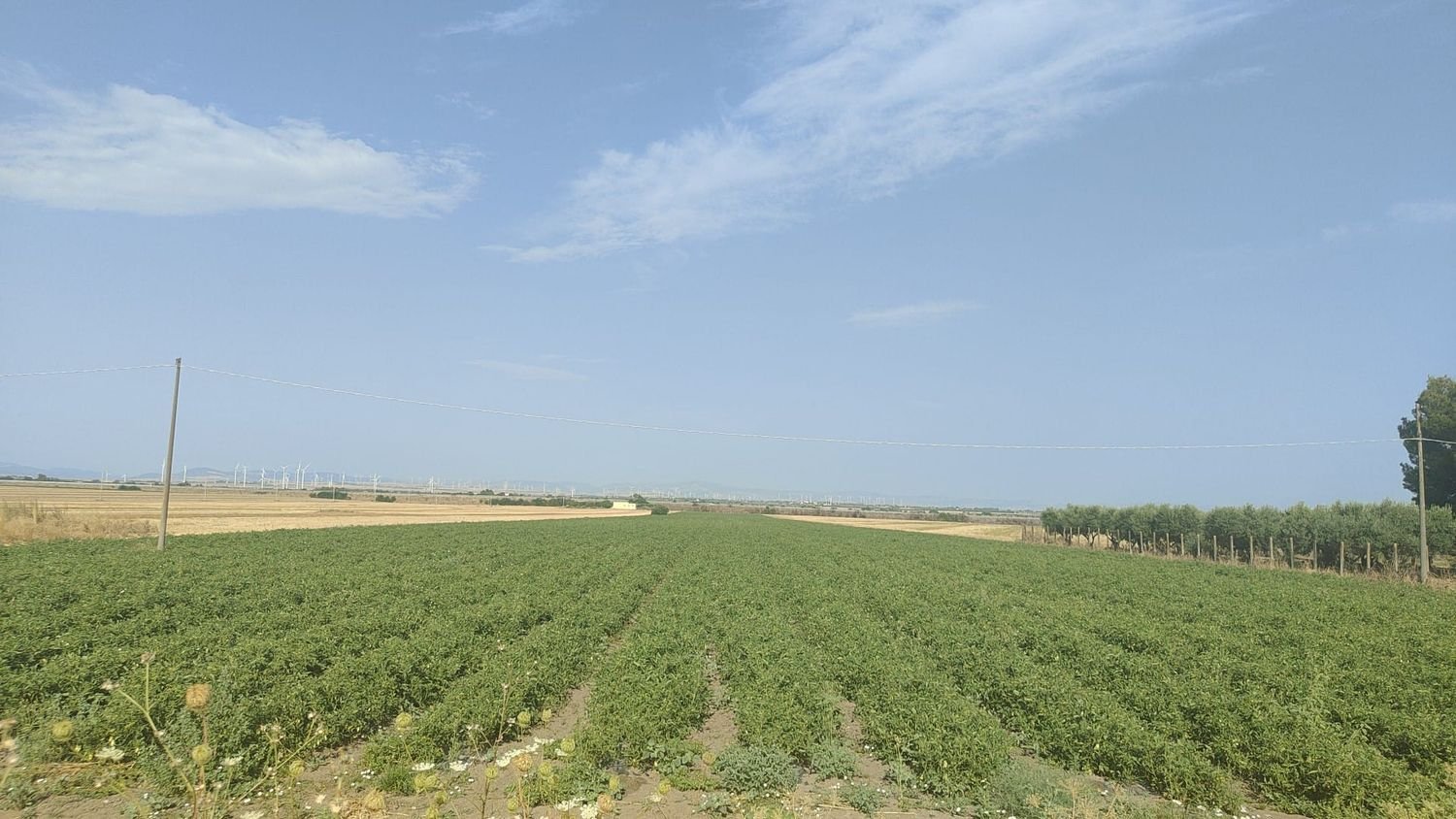 Земельный участок 56000м² в Фоджа, Италия № 270372