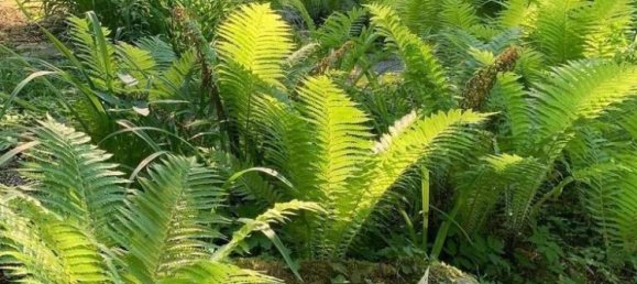 Grundstück in Deutschfeistritz, Austria, Nr. 244637 4