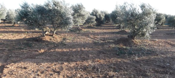 Земельный участок 11705м² в Барбастро, Испания № 140983 23