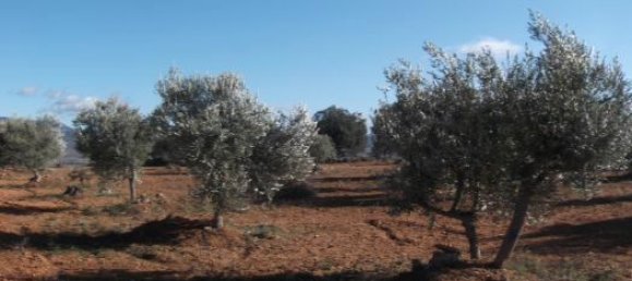 Земельный участок 11705м² в Барбастро, Испания № 140983 15