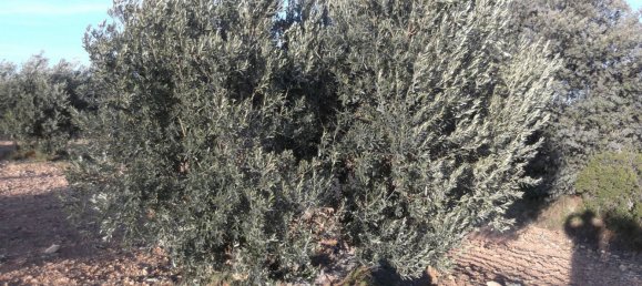 Земельный участок 11705м² в Барбастро, Испания № 140983 14